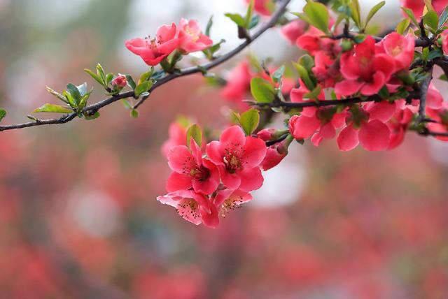 春阴初过海棠时 青岛海棠赏花地一览