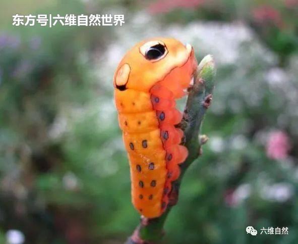 如此可爱的毛毛虫,以为是它的大眼睛却是它花纹保护色