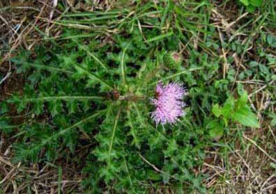 杂草:泥胡菜图文识别