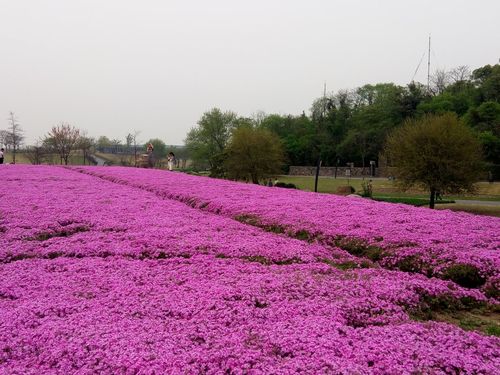 辰山植物园——花海福禄考