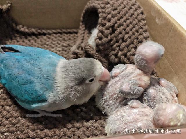 牡丹鹦鹉小雏鸟掏窝啦