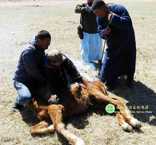 这些家伙将被割掉睾丸,以示庆祝"丰收",走近神秘的"伊