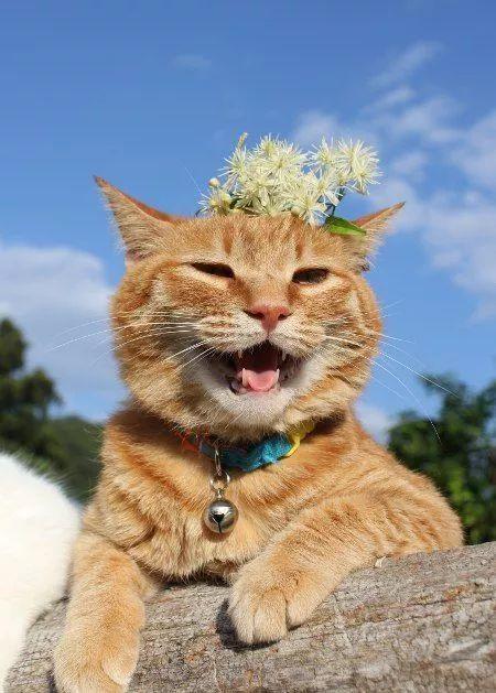 动物的微笑萌翻了