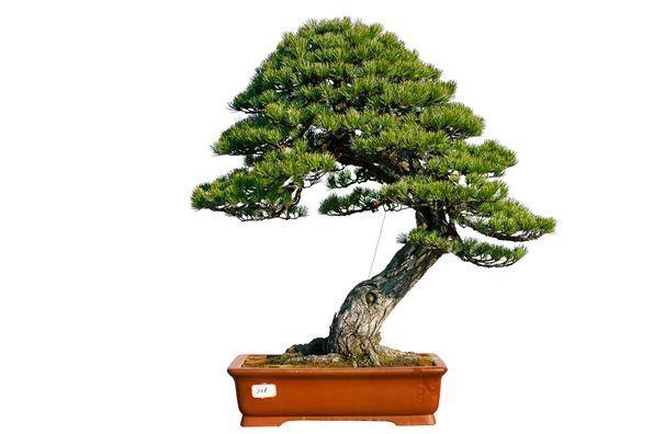 黄敖训老师的松 - 苍松虬柏 - 盆景乐园 - 中国最专业