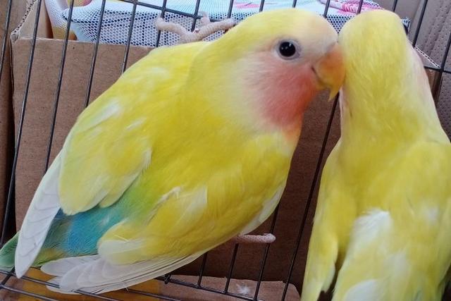 面类牡丹鹦鹉的所有品种,附图对比,看完不再迷茫