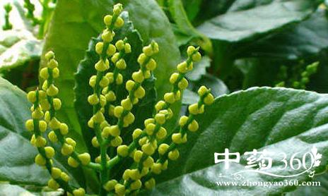 珠兰根有哪些功效 珠兰根可治感冒腹胀