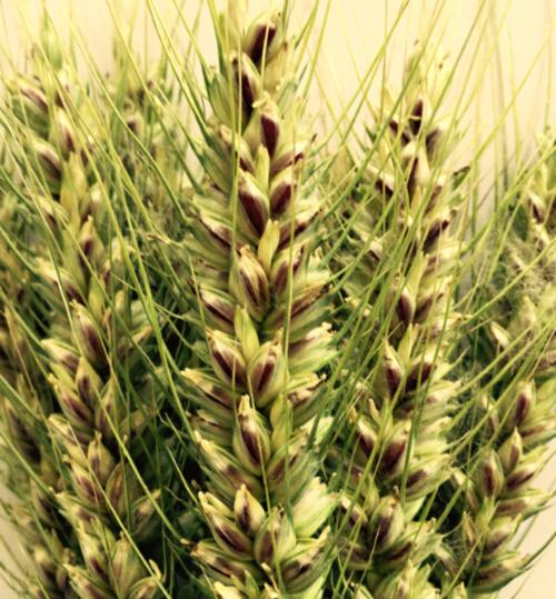 2015(自有基地)新品黑小麦原粮(周黑麦1号,审定品种).