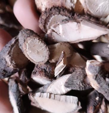 云南野生中药材黑骨藤黑骨头