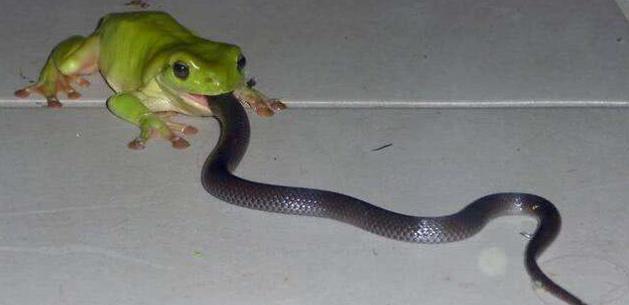 青蛙与蛇的故事,到底谁更强一些,相互都能吃掉对方!