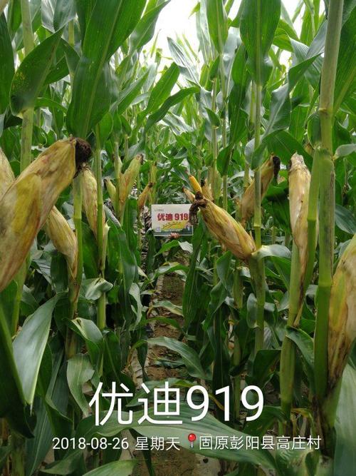 高产,抗旱,耐涝玉米品种优迪919是公司2016年引进.
