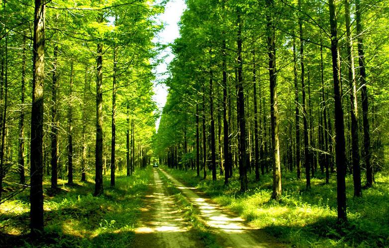 黄海森林公园2004年经江苏省林业局批准成立于东台市林场.