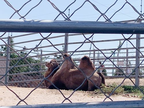 永年佛山动物园