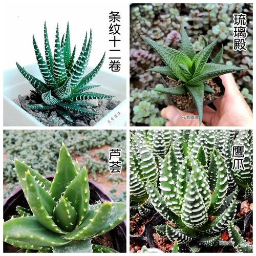 多肉植物芦荟十二卷罕见稀有品种贵货垂吊50颗套餐一筐一拍