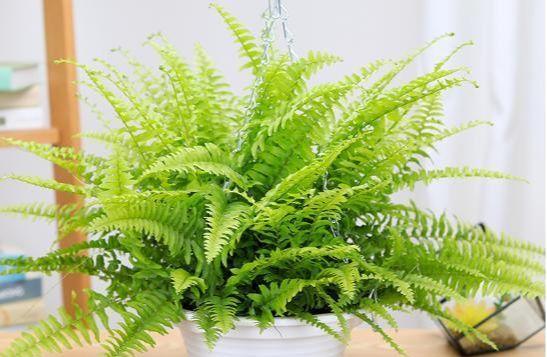 能净化空气的波士顿蕨,养护简单颜值高,跟着养护专家学起来!