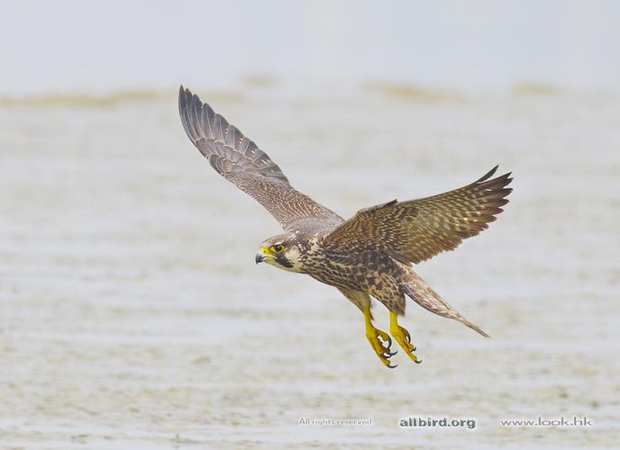 peregrine falcon 游隼