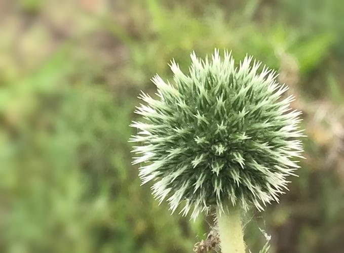 蓝星球(学名蓝刺头,俗称火绒疙瘩)