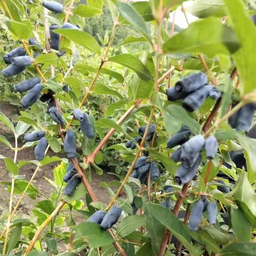 蓝靛果苗    黑瞎子果苗  羊奶果苗   山茄子果苗