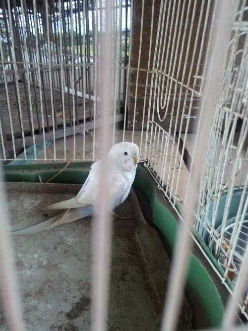 这是什么鸟啊,全白色像鹦鹉
