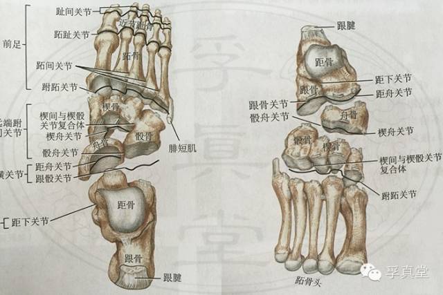 第三,每只脚有这么多韧带.