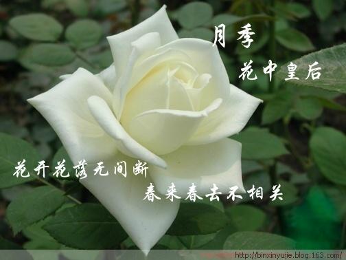 图文并茂〗十大美女花照片配诗