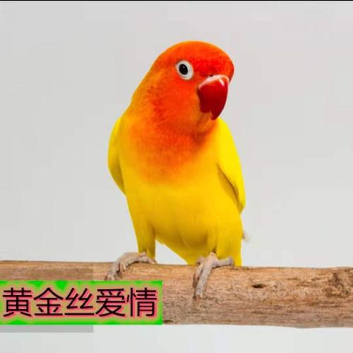 小鸟虎皮黄桃鹦鹉绿桃牡丹鸟活体宠物玄凤鸟活体黄金丝1只公母可选