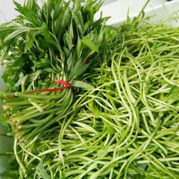 草庄 芦蒿种子南京特产菜泥蒿苔水篙柳蒿茼蒿菠蒿蒌蒿