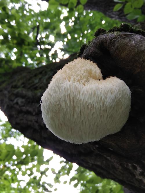 家乡的野生猴头菇可以健胃,补虚,抗癌,助消化,降血糖,降血脂,冠心病