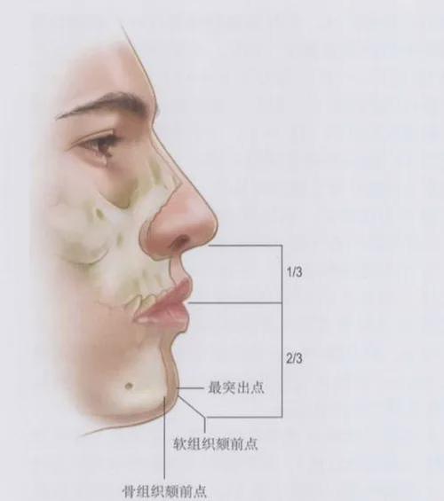 下颌|颏部|下颏_网易订阅