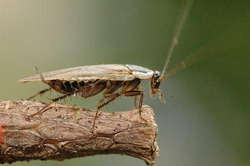 科技 自然 世界上最多的物种——昆虫纲(后面那三张图里的蜚蠊我不