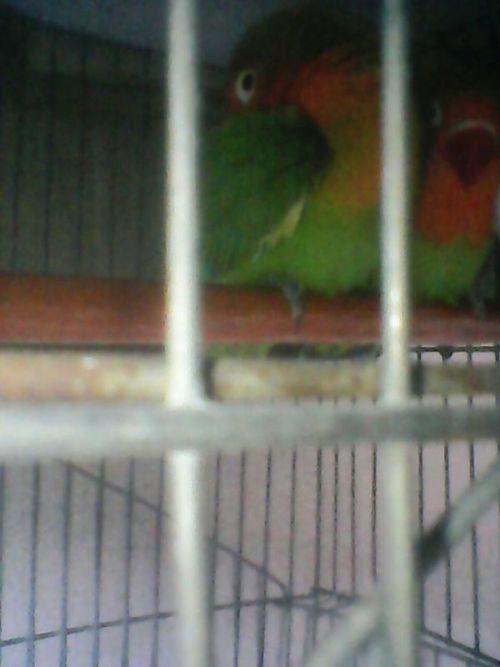 我有一对牡丹鹦鹉,有一只老是把头转到后面把最放到背