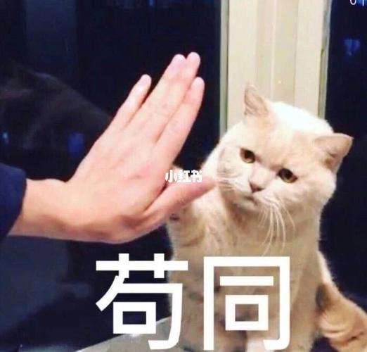 小猫咪已经看透了太多～_猫咪_表情包_表情包分享_素材_表情包