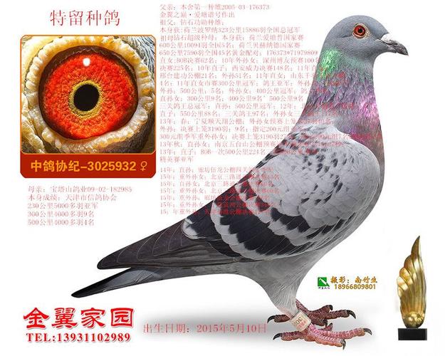 金翼家园石家庄分舍在线拍鸽