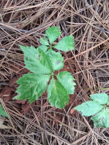 100份三七病害图.