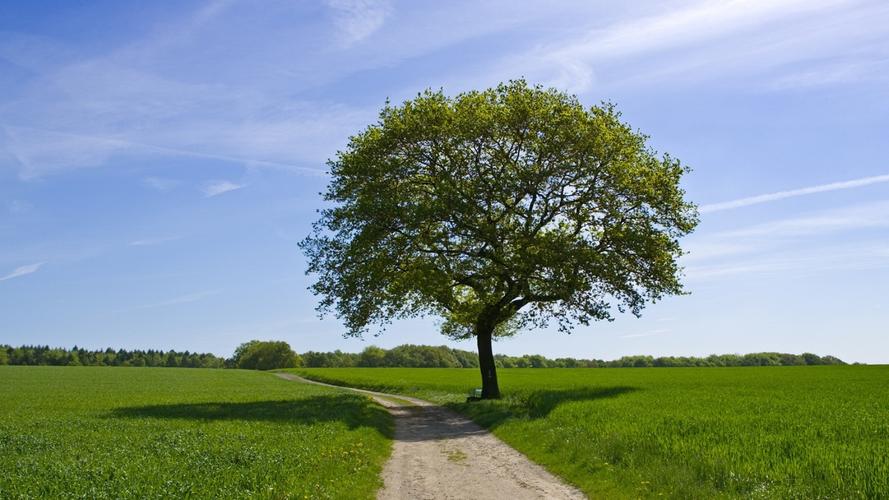 高清晰绿色草地路边树壁纸