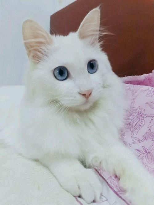 纯白波斯猫蓝眼睛7个月