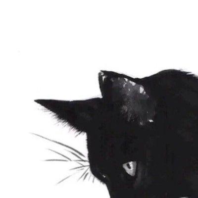 黑猫头像的男生性格