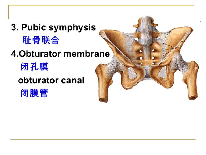 chapter 2 the arthrology section 3 joints of li