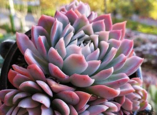 多肉紫罗兰女王如何养?教你3个妙招,养出梦幻般的紫罗兰女王