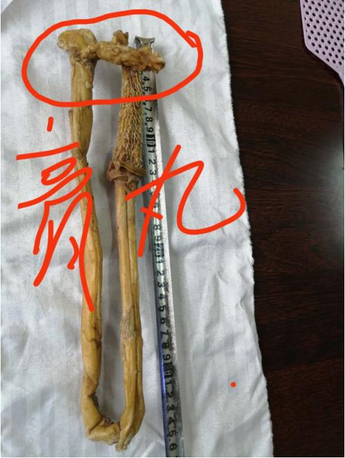 精品推荐:东北虎虎鞭(品相完美)