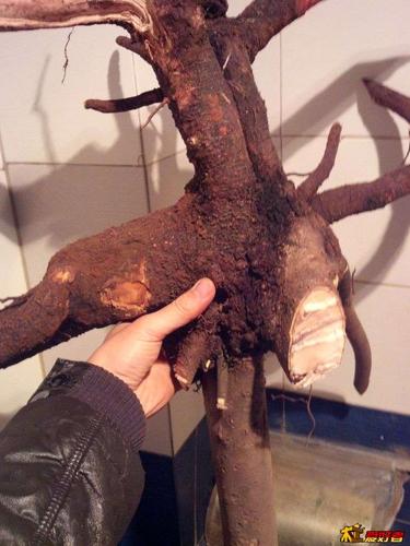 300年顶级手杖桩头崂山棍/崂山杖/见风消/钓樟/山姜木