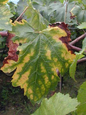 3.葡萄褐斑病4.葡萄小褐斑病5.葡萄小褐斑病6.葡萄大褐斑病