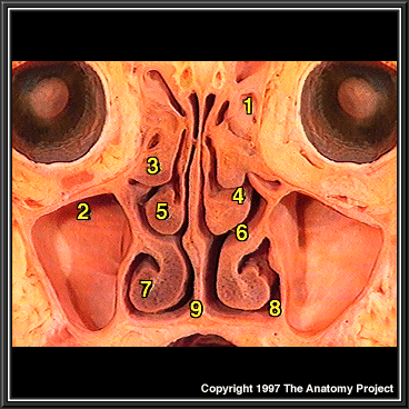 引用 鼻腔的生理结构