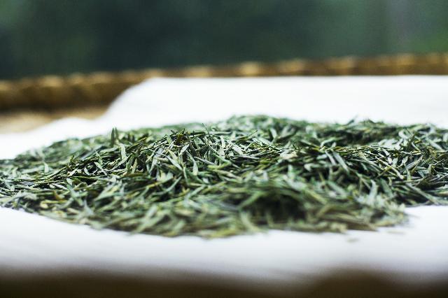 南川大树茶