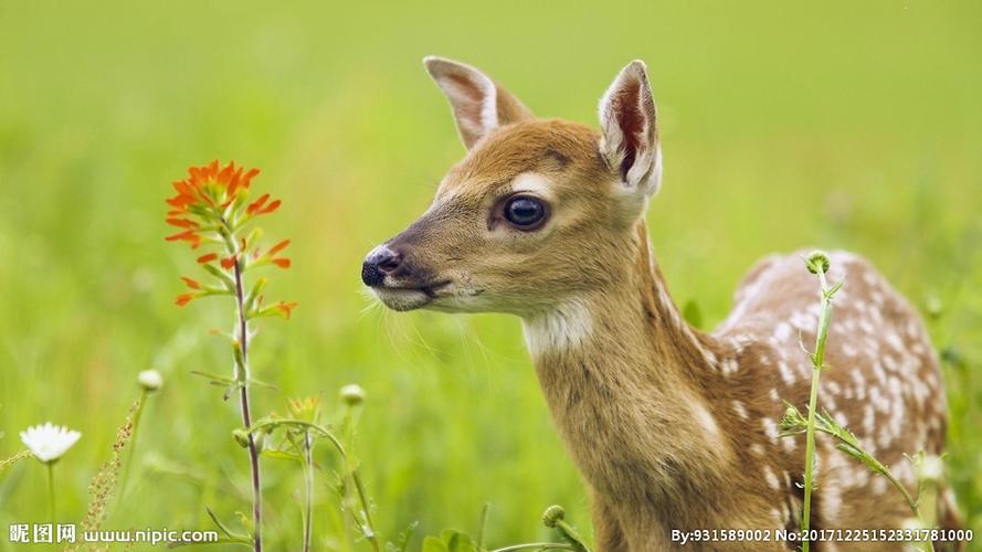 鹿图片