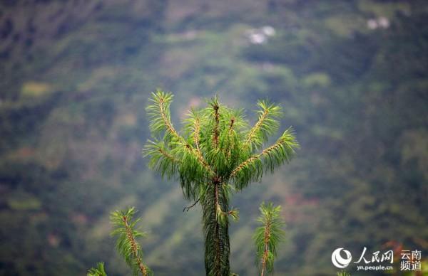 云南:20余种极小种群野生植物得到有效保护