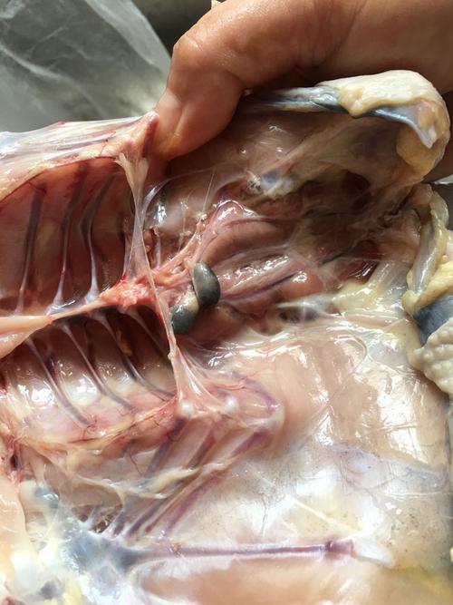 买的活公鸡,杀了以后发现公鸡的肾是黑色,是病鸡吗?