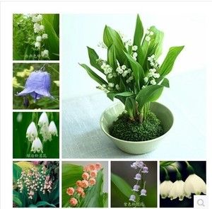 盆栽植物 铃兰花根茎 球根花卉 白色铃兰 德国铃兰 铃兰根茎带芽
