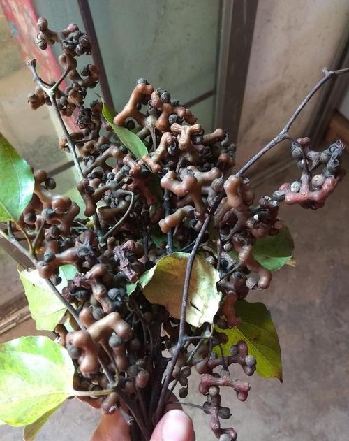 挂在树上的鸡脚爪不仅好吃,还是治疗高血压,风湿,防癌