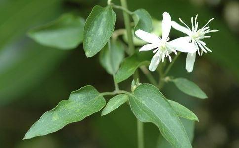 威灵仙 威灵仙中药图片大全