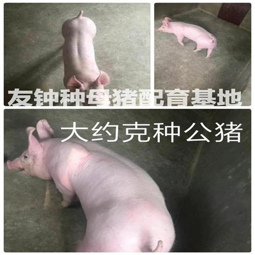 苗猪活体长白 大约克种公猪 苏太种公猪 杜洛克原种公猪 二元母猪_7折